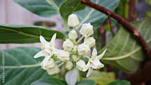 Quadro su tela The white calotropis gigantea, characteristic of this apocynaceae family member often found in tropical arid regions