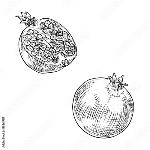 pomegranates fruit vector line art hand drawn illustration
