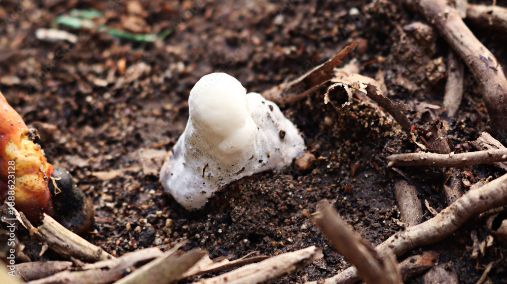 Obraz premium Polypore Bracket fungi. Mushrooms in soil background. Zoom fungi raw mushroom in nature. Science, biology. Fungus in wild and garden.