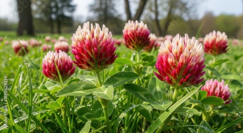 Vibrant red clover flowers blooming abundantly in a lush green meadow during daylight.