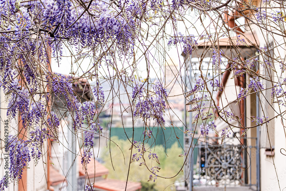 custom made wallpaper toronto digitalPurple wisteria plant blooming in the Old Tbilisi