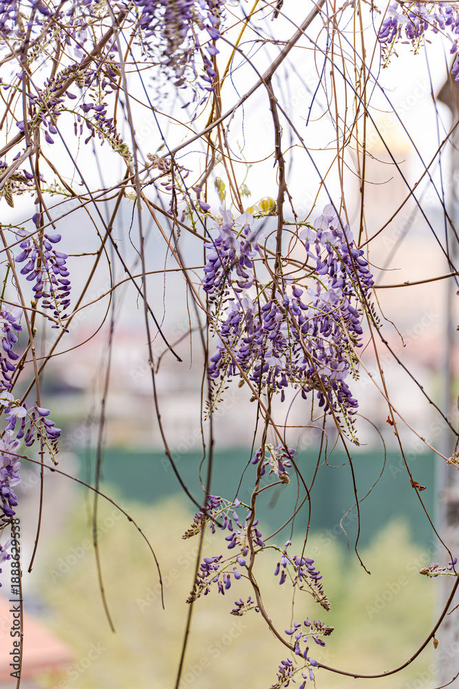 custom made wallpaper toronto digitalPurple wisteria plant blooming in the Old Tbilisi