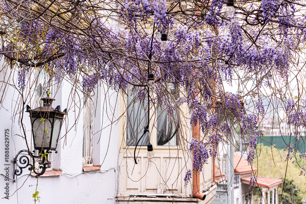 custom made wallpaper toronto digitalPurple wisteria plant blooming in the Old Tbilisi