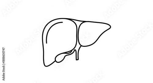 Simplified illustration of a human liver anatomy from a side view showcasing the lobes and gallbladder