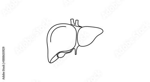 Anatomical illustration of human liver and gallbladder from a side view, showcasing their structure and connection