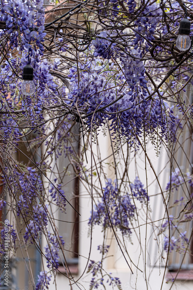custom made wallpaper toronto digitalPurple wisteria plant blooming in the Old Tbilisi