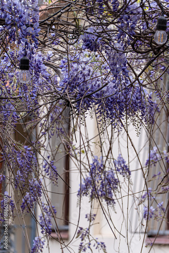 Wallpaper Mural Purple wisteria plant blooming in the Old Tbilisi Torontodigital.ca