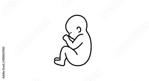 Simple line drawing of a fetus in a curled position, illustration, simple, minimalistic