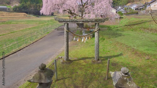 鳥居としだれ桜（大分県竹田市）