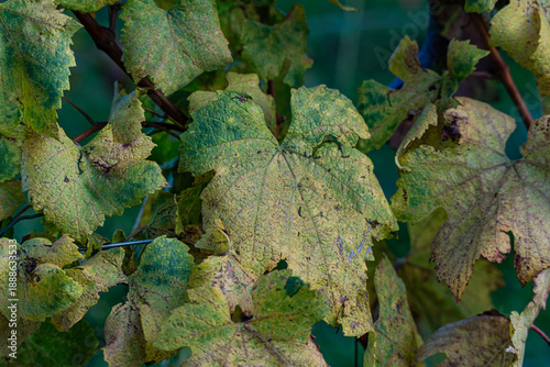 Wallpaper Mural Autumnal vinery in Kakheri area in Georgia Torontodigital.ca