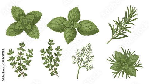 Assorted Fresh Herbs Collection