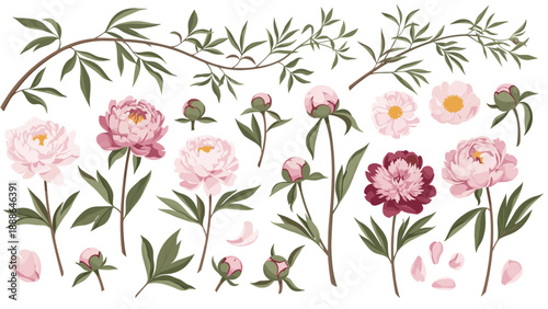 Extensive botanical set featuring pink peony flowers in full bloom along with buds and green leafy branches for floral design arrangements.