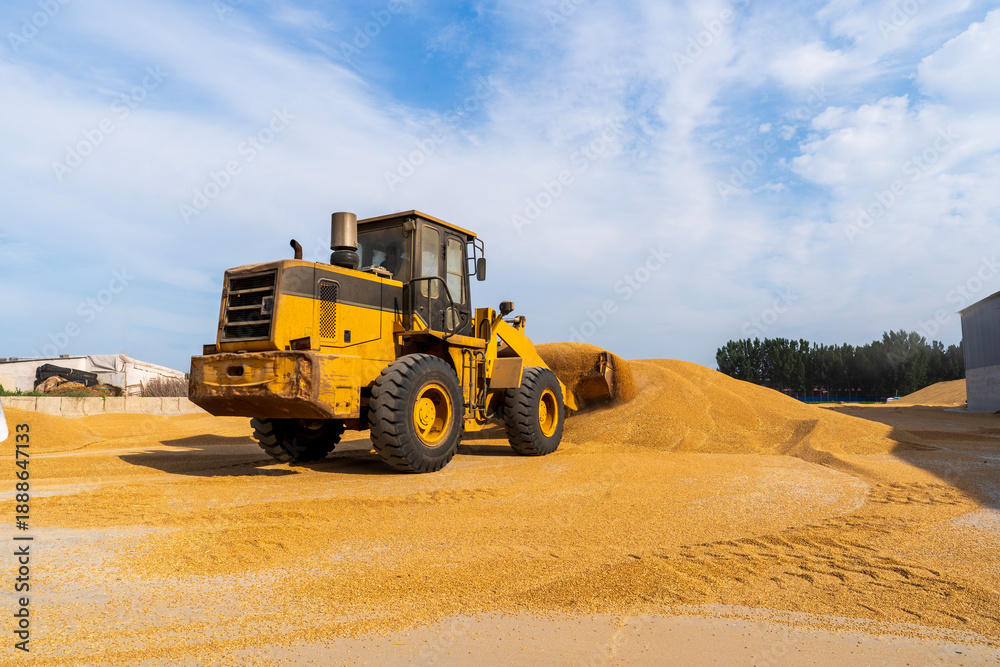 Obraz premium The farmers use a loader to pile up the mature wheat.
