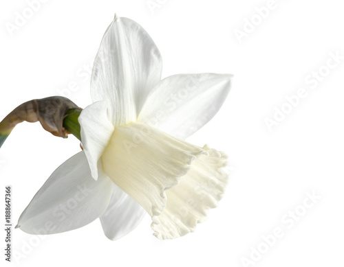 Wallpaper Mural Delicate white daffodil with ruffled trumpet and green stem on black Torontodigital.ca