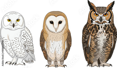 Realistic owl species illustration vector set featuring snowy owl, barn owl and great horned owl