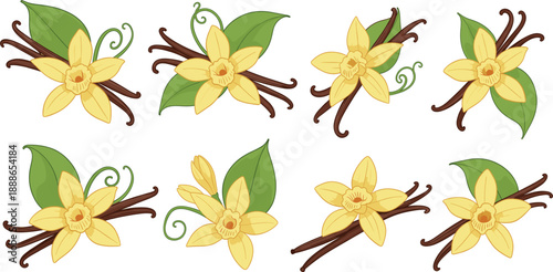 Vanilla flower and pod botanical vector set with orchid blossoms and aromatic spice elements