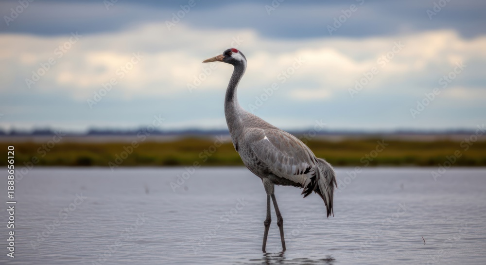 Fototapeta premium A solitary crane standing in shallow water, with a cloudy sky in the background.