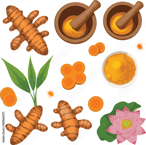 Turmeric root and powder vector set with herbal medicine, spice and natural ingredients