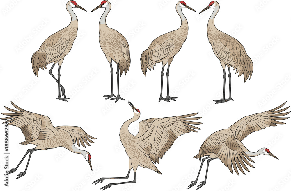 Obraz premium Crane bird vector illustration set with flying, standing and dancing wildlife poses