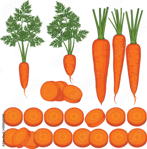 Fresh carrot vegetable vector set with whole roots slices and cross sections healthy food illustration isolated