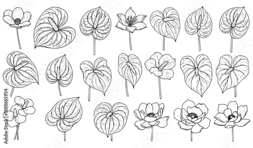 Ornate Anthurium flower vector set with 28 botanical elements for summer design and coloring