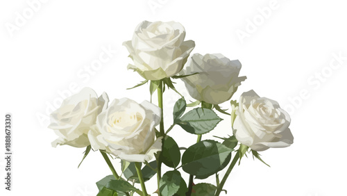 Bouquet of Beautiful White Roses Close Up
