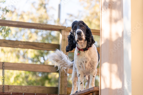 Fotografia Cocker spaniel wagging tail on a balcony