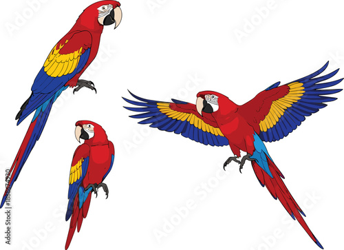 Colorful flying macaw parrot set with dynamic wing poses in bright tropical flat vector illustration style