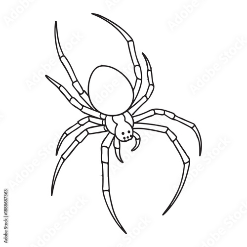 black spider isolated on white