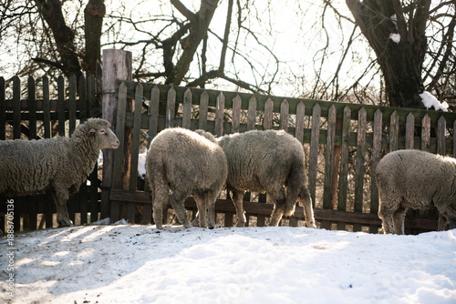 Flock of sheep grazing and walking on snow in rural winter yard