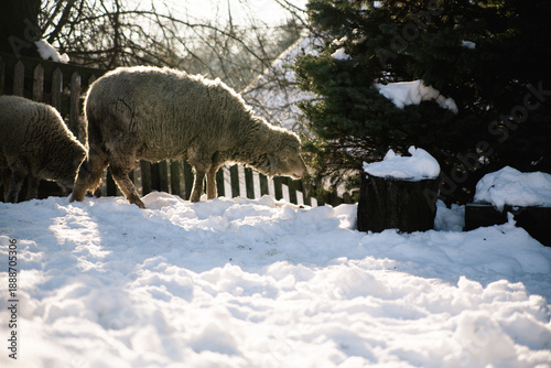 Sheep walking up a snowy hill near wooden fence in winter countryside