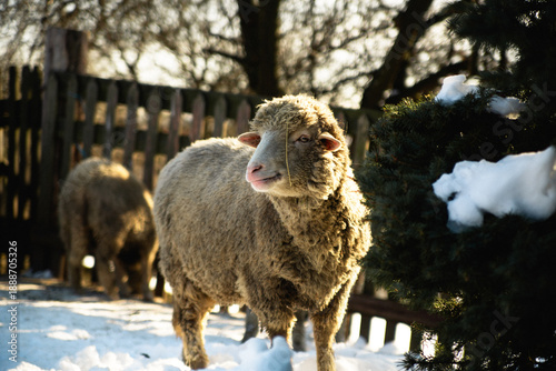 Single sheep standing in snowy paddock on sunny winter day