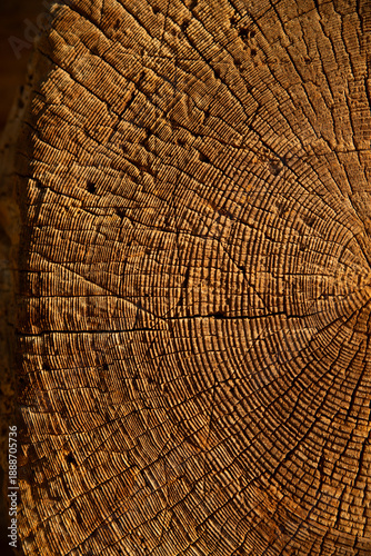 Macro of tree trunk cross section with warm brown wood grain and annual growth rings, natural rustic texture background