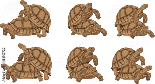 Realistic Tortoise Illustration Set Showing Multiple Natural Poses and Shell Details for Wildlife Education, Zoology Studies, and High Quality Vector Design