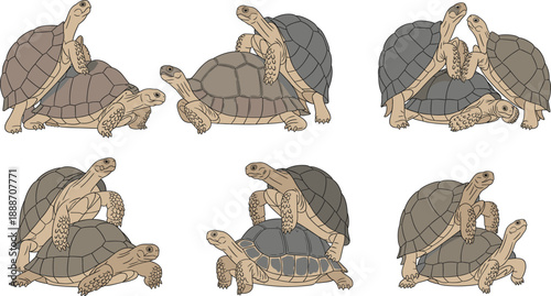 Detailed Tortoise Illustration Set Showing Multiple Natural Poses and Shell Angles for Wildlife Education, Zoology Studies, Nature Art, and Clean Vector Design