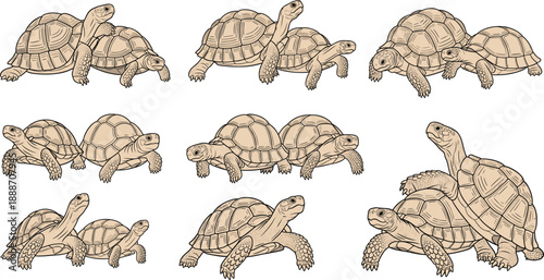 Vintage Tortoise Engraving Illustration Set Featuring Detailed Hand Drawn Turtle Sketches in Multiple Poses for Nature Art, Education, and Vector Design