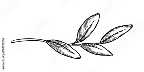 Tiny twig with leaves sketch drawing. Realistic hand drawn vector illustration with fine graphic texture. Perfect for outline card design. Ideal for floral decor and botanical nature artwork.