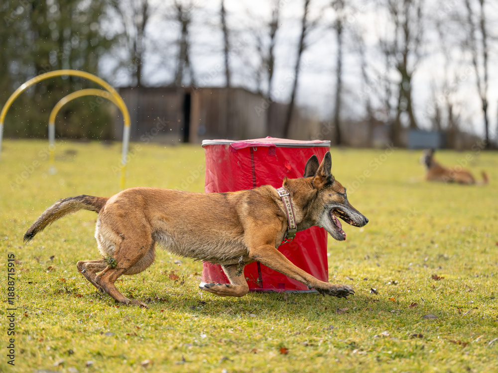 Fototapeta premium Belgian Malinois running through hoopers gates in outdoor agility course on grass, focused and athletic dog sport action, second dog waiting at the background