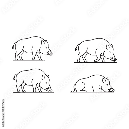  Pigs walking and foraging in different positions