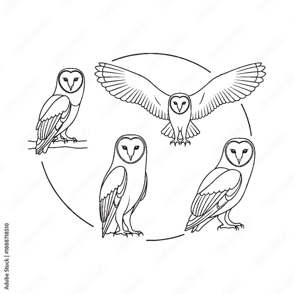 Fototapeta premium Owls in circle formation flying and standing