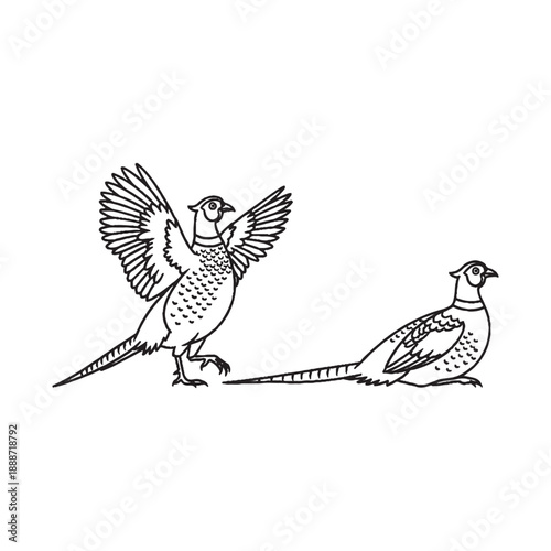  Two pheasants standing side by side in black and white illustration one with wings spread