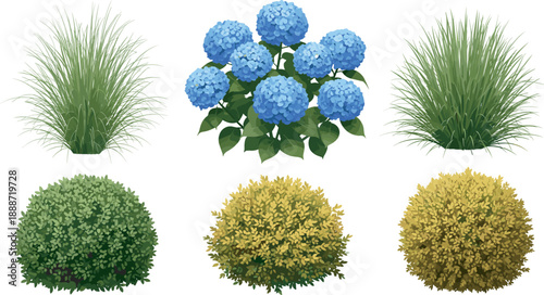 Silhouettes of ornamental plants and shrubs in varied shapes and colors for landscaping design, botanical illustration, and garden planning reference