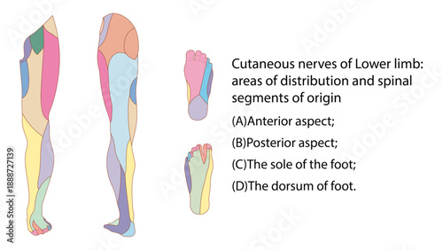 Cutaneous nerves of lower limb
Cutaneous nerves of the lower limb provide sensory supply to the skin of the thigh, leg, and foot, mainly arising from the lumbar (L2–L4) and sacral (L4–S3) plexuses. Th