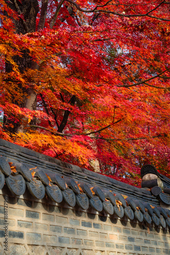 autumn leaves on the fence