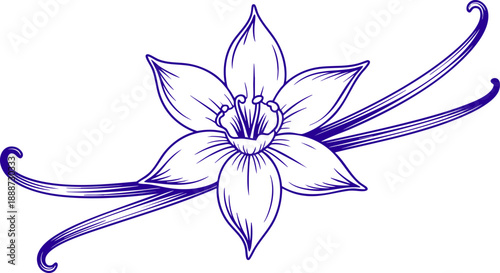 Vanilla Flower Line Art Illustration – Botanical Drawing of Vanilla Bean and Bloom Vector EPS
