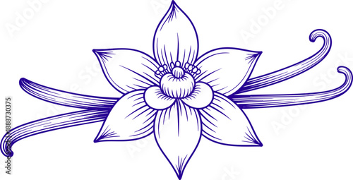 Vanilla Flower Line Art Illustration – Botanical Drawing of Vanilla Bean and Bloom Vector EPS
