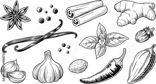 Spices and Herbs Hand Drawn Illustration – Cinnamon, Garlic, Ginger, and Vanilla Vector Art