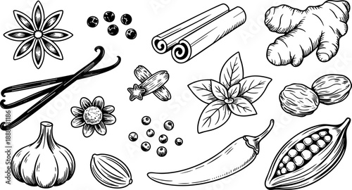 Spices and Herbs Hand Drawn Illustration – Cinnamon, Garlic, Ginger, and Vanilla Vector Art