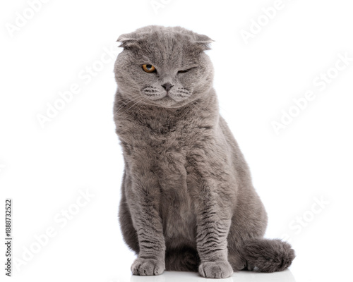Foto Suspicious grey scottish fold cat sitting and winking