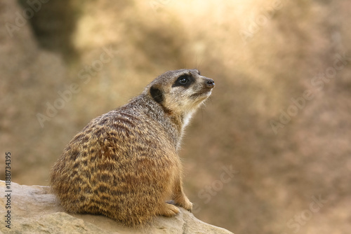 Erdmännchen schaut in den Himmel, Suricata suricata